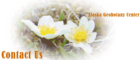 Dryas integrifolia; June 2002, biocomplexity, North Slope, Sagwon MNT.
