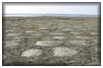 Howe Island study site
