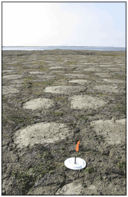 Howe Island study site