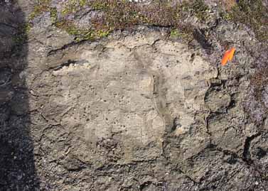 Howe Island site photo