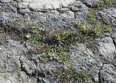 Howe Island site photo