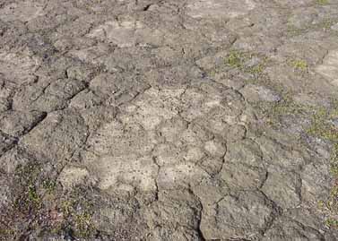 Howe Island site photo