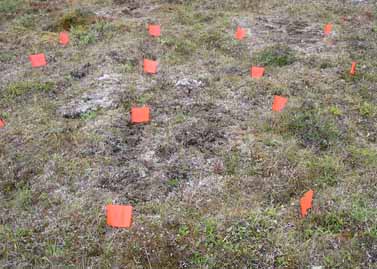 Franklin Bluffs dry grid, closeup