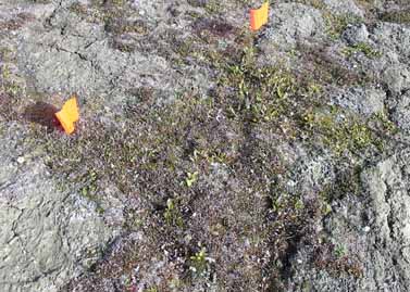 Howe Island site photo