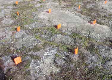 Howe Island site photo