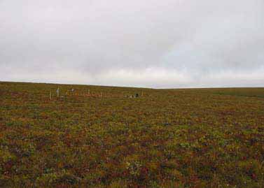 Happy Valley mesic grid, August 2001