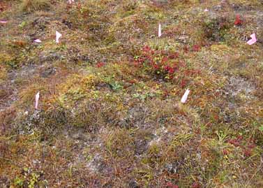 Sagwon MNT grid #1 closeup, August 2001