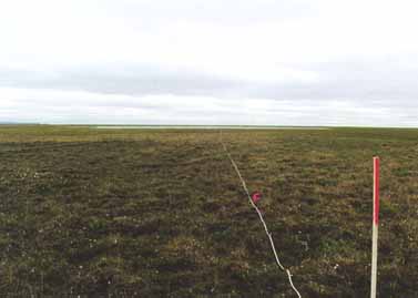 Deadhorse transect 1