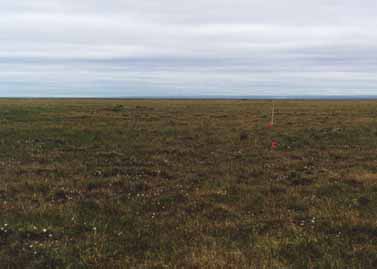 Deadhorse transect 2