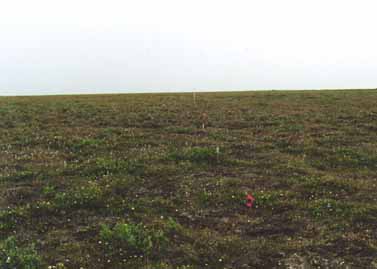 Franklin Bluffs transect 1