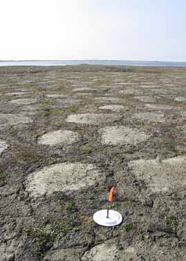 Howe Island site photo