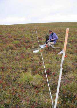 Happy Valley transect T1, looking north, Martha Raynolds measuring LAI