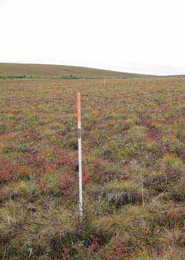 Happy Valley transect T2, looking south