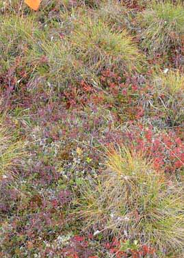 Happy Valley transect T2, closeup