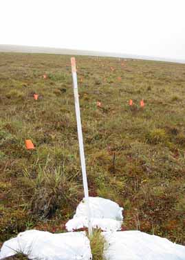Sagwon MNT transect #2