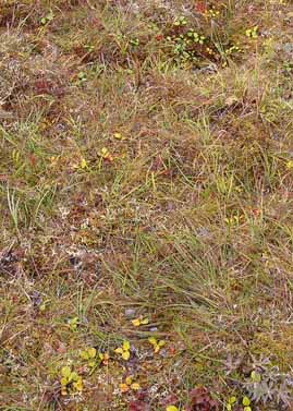 Sagwon MNT transect #2