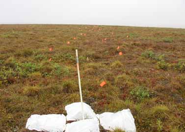 Sagwon MNT transect #1
