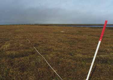 West Dock transect