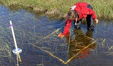 Researcher establishing a vegetation plot in a thermokarst pond near Prudhoe Bay, Alaska