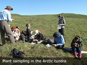 arctic plant sampling