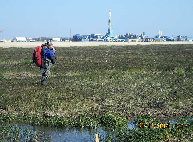 UAF Alaska Geobotany Center field work photos